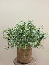 Olives de Luxe